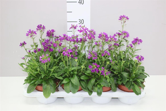 <h4>Arabis Ca Rosea</h4>