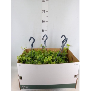 Hedera helix 'Mint Kolibri'