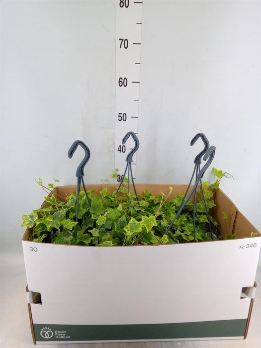 <h4>Hedera helix 'Mint Kolibri'</h4>