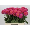 Dahlia Barbados