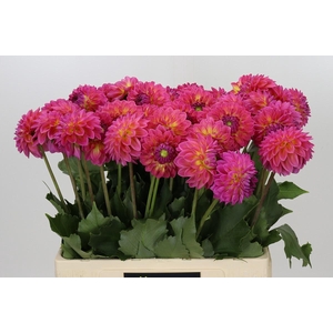 Dahlia Barbados