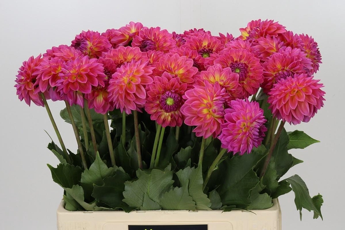 <h4>Dahlia Barbados</h4>