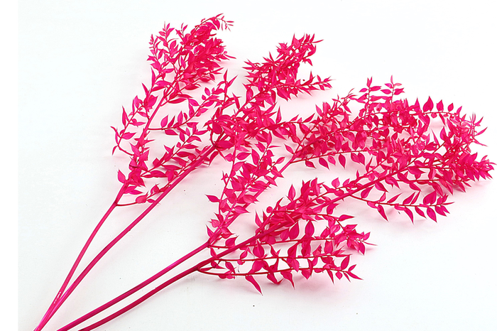 Ruscus Preserved Cerise