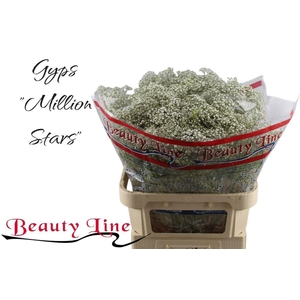 GYPS PA MILLION STAR