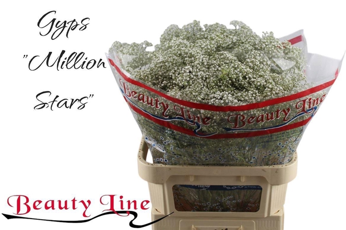 <h4>GYPS PA MILLION STAR</h4>