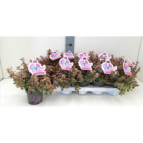 <h4>Abelia Pink Lady 11T</h4>