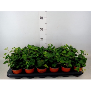 Hedera helix 'Wonder'