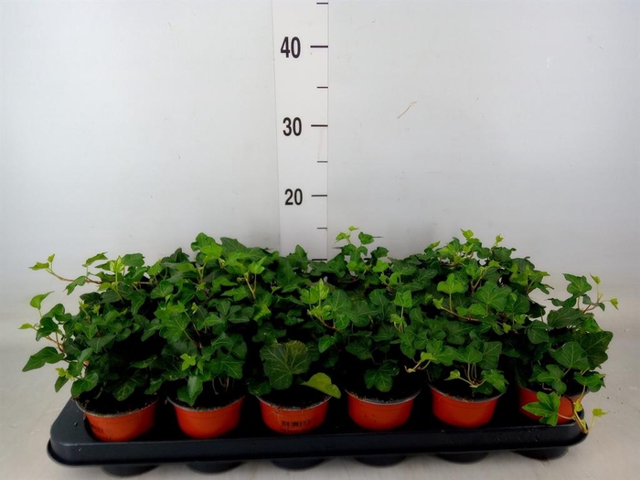 <h4>Hedera helix 'Wonder'</h4>