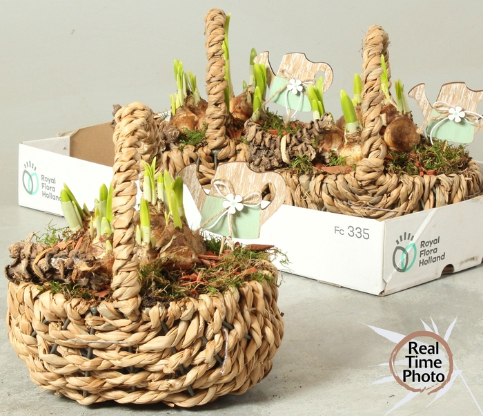 <h4>Arr Narcissus</h4>