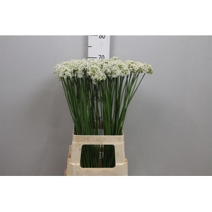 Allium Tuberosum