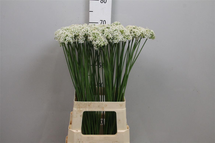 <h4>Allium Tuberosum</h4>
