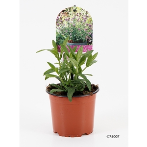 VERBENA BONARIENSIS P12