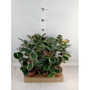 Hoya australis 'Blondie'