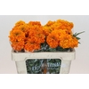 Tagetes Marigold Promise Orange