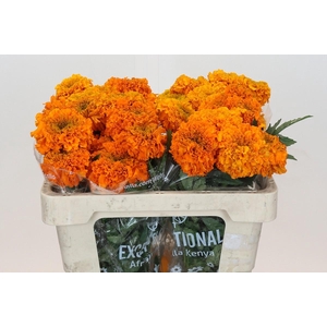 Tagetes Marigold Promise Orange