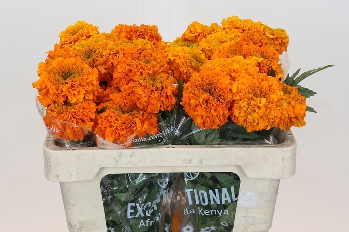<h4>Tagetes Marigold Promise Orange</h4>