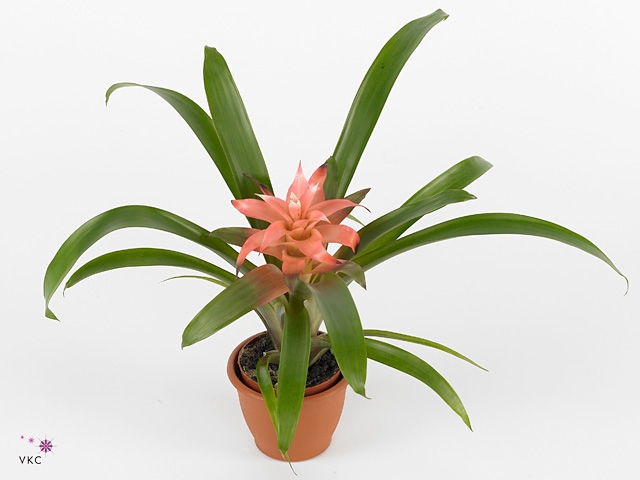 Guzmania Elise