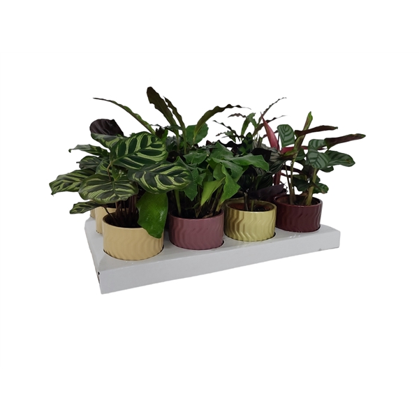 <h4>Calathea 7cm gemengd in pot Jacky</h4>