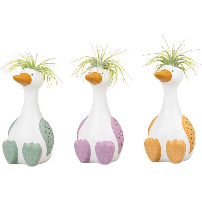 <h4>TILLANDSIA IONANTHA</h4>