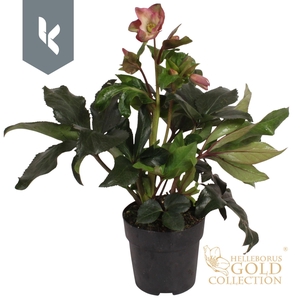 Helleborus HGC Ice N Roses Rose