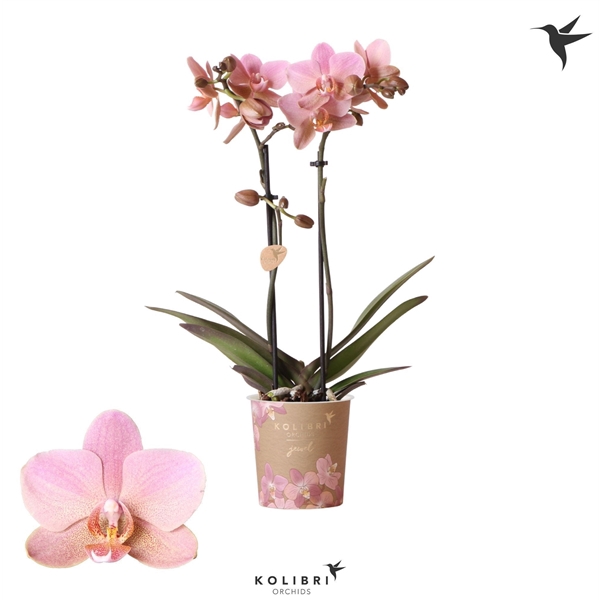 <h4>Phalaenopsis Multifloratypes Anthura Treviso</h4>