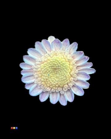 Chr T Stallion Dusty Bubblegum