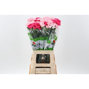 Di St Rainbow Mix Pink