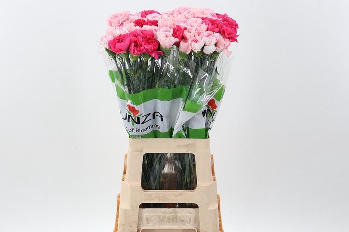 <h4>Di St Rainbow Mix Pink</h4>