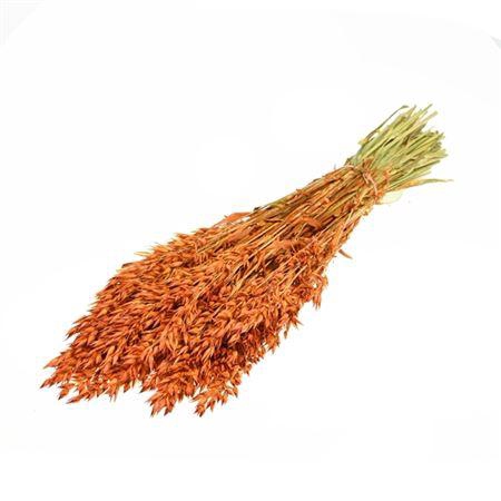 <h4>Haver (avena) Sb Teak</h4>