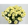 Ranunculus Clooney Comedia Super