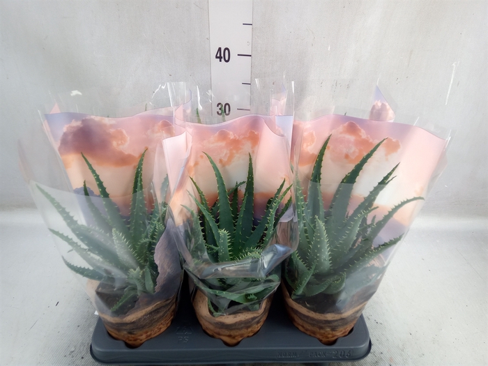 <h4>Aloe arborescens</h4>