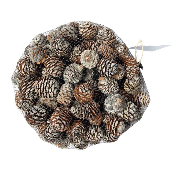 <h4>Leucadendron murii koppen in netje</h4>