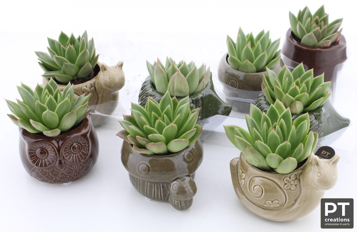 <h4>ARR SUCCULENTEN</h4>