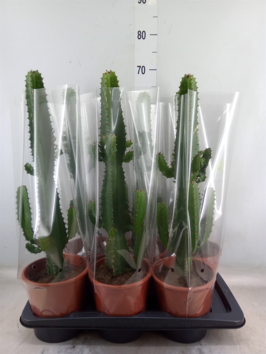 <h4>Euphorbia acrurensis</h4>