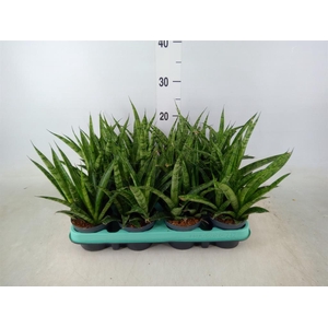 Sansevieria   ...