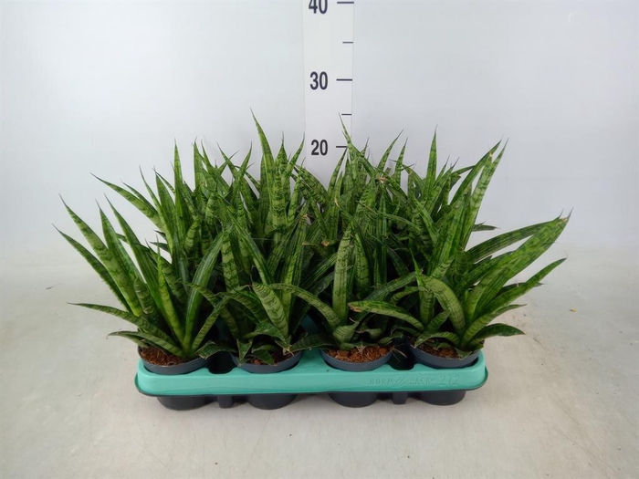 <h4>Sansevieria   ...</h4>