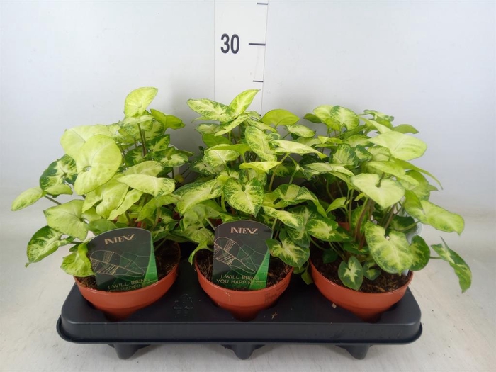 <h4>Syngonium  'Pixie'</h4>