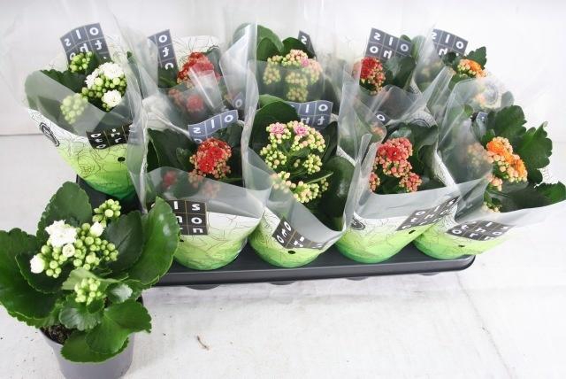 <h4>KAL GE GEM 4 KL</h4>