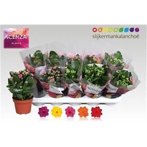 Kalanchoe blossfeldiana gevuld gemengd 5 kleuren