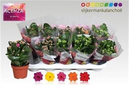 <h4>Kalanchoe blossfeldiana gevuld gemengd 5 kleuren</h4>