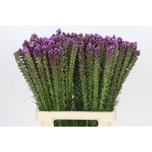 Liatris Spicata