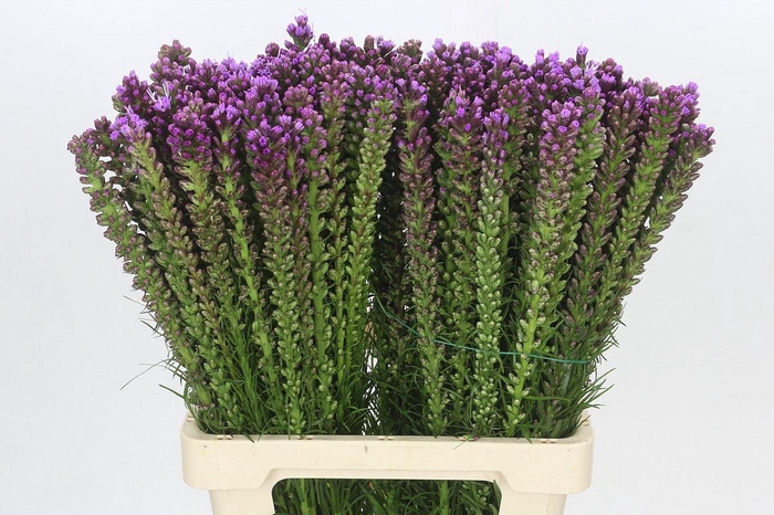 <h4>Liatris Spicata</h4>