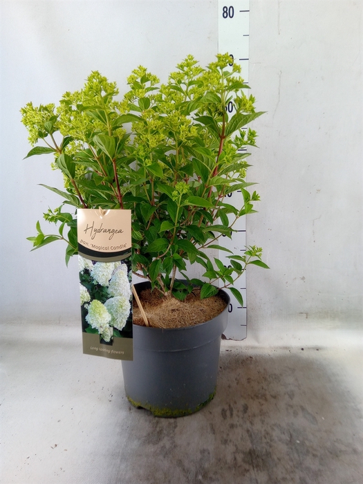 <h4>Hydrangea pan.</h4>