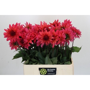 Dahlia Pink Punk