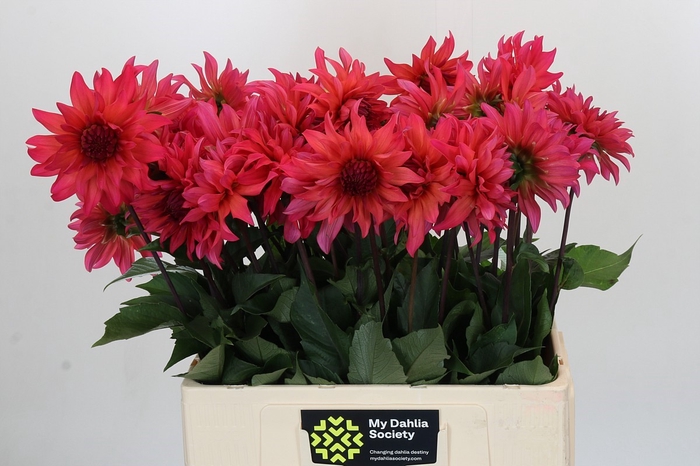 Dahlia Pink Punk