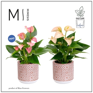 Mimesis Anthurium KARMA Pink Mix - Florence Rose Gold