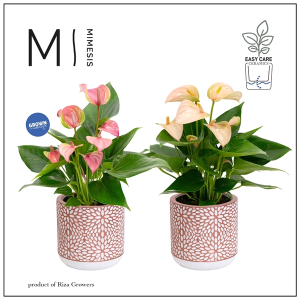 <h4>Mimesis Anthurium KARMA Pink Mix - Florence Rose Gold</h4>