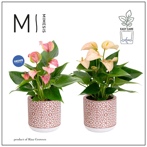 <h4>Anthurium Andreanum Grp gemengd</h4>