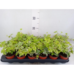 Hedera helix 'Eva'