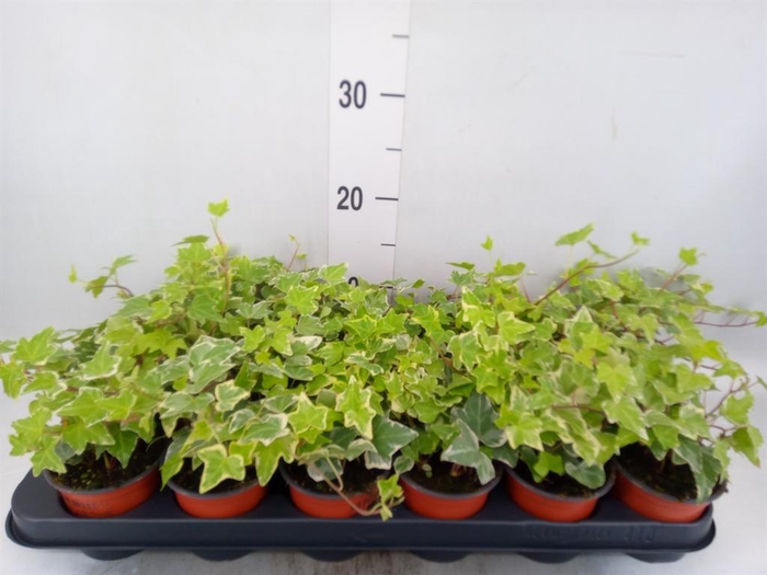 <h4>Hedera helix 'Eva'</h4>